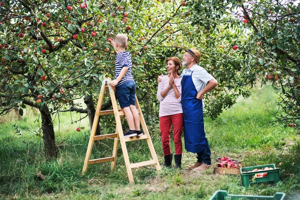 Un niño pequeño con sus abuelos recogiendo manzanas en el huerto . — Foto de Stock