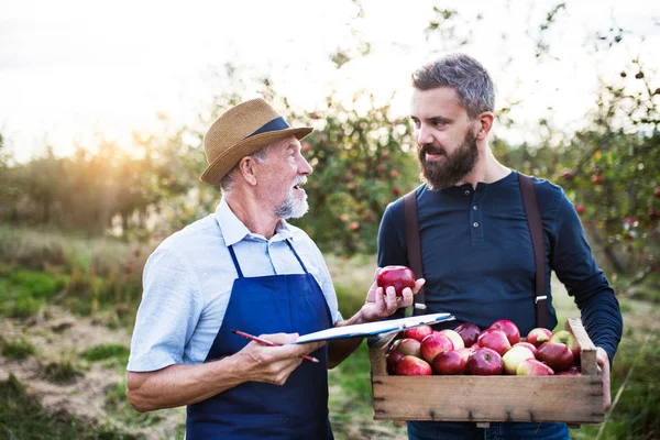 Ein älterer Mann mit erwachsenem Sohn pflückt im Herbst Äpfel im Obstgarten. — Stockfoto