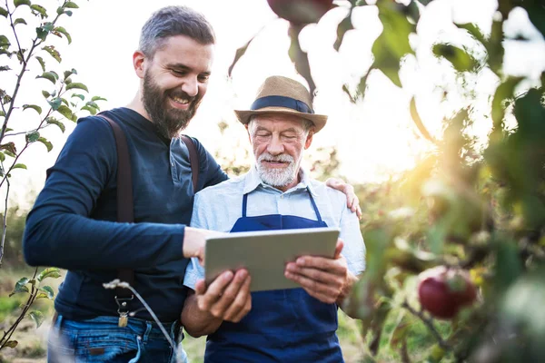 Ein älterer Mann und ein erwachsener Sohn mit einem Tablet stehen im Herbst im Apfelgarten. — Stockfoto