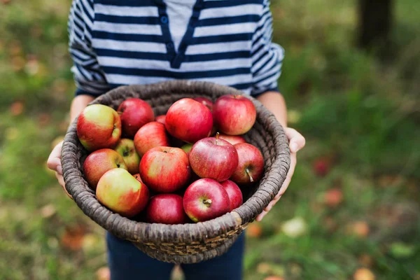 Niño Irreconocible Sosteniendo Una Cesta Llena Manzanas Huerto Copiar Espacio —  Fotos de Stock