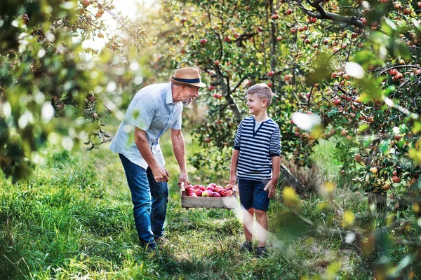 Großvater mit Enkel trägt Holzkiste mit Äpfeln im Obstgarten. — Stockfoto