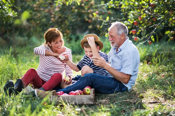 A senior couple with small grandson in apple orchard eating apples. — Stock Photo, Image