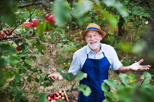 Ein älterer Mann, der im Herbst im Apfelgarten steht und die Arme hochwirft. — Stockfoto