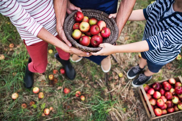 Unrecognizable grandparents with grandson holding a basket full of apples in orchard. — Stock Photo, Image