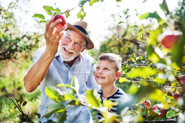 Un uomo anziano con nipote che raccoglie mele nel frutteto in autunno . — Foto Stock