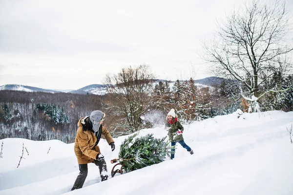 Grootvader en kleine meisje krijgt een kerstboom in bos. — Stockfoto