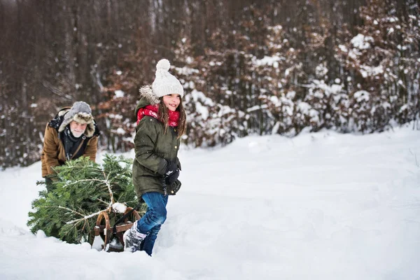 Farfar och liten flicka blir en julgran i skogen. Kopiera utrymme. — Stockfoto