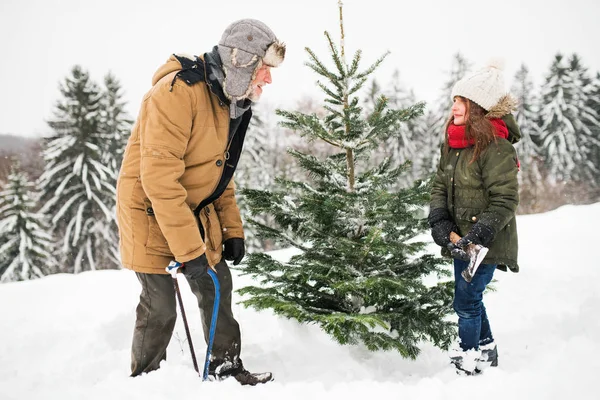 Farfar och liten flicka blir en julgran i skogen. — Stockfoto