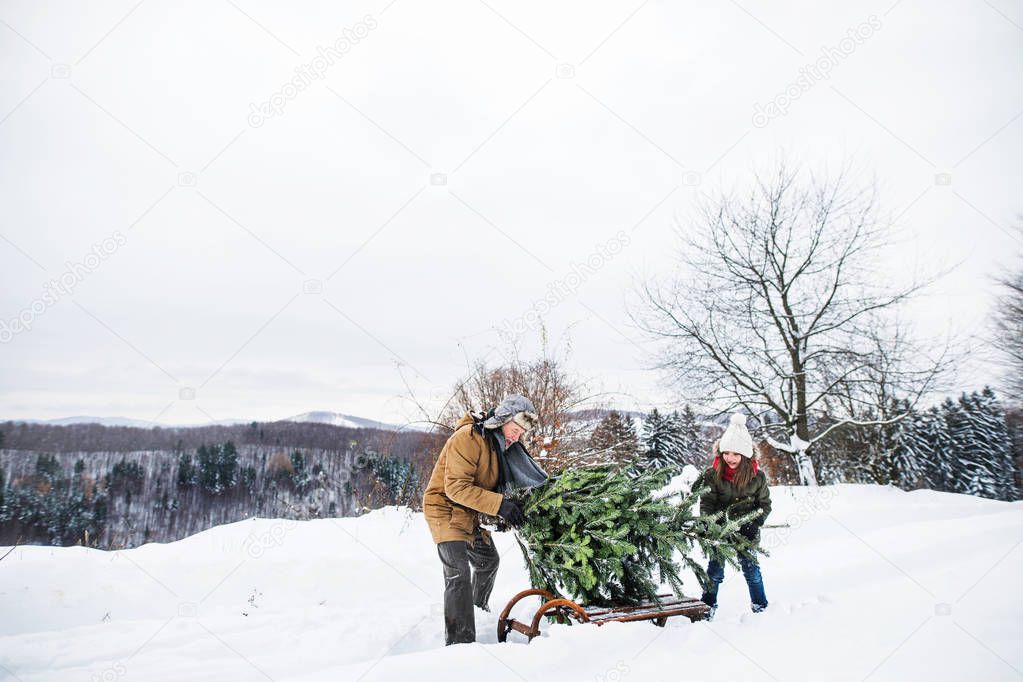 Grandfather and small girl getting a Christmas tree in forest.