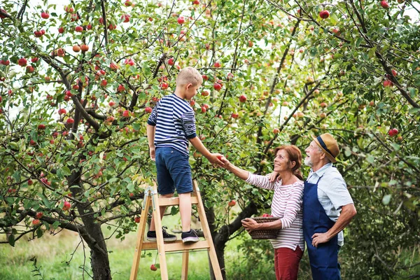 Un niño pequeño con sus abuelos recogiendo manzanas en el huerto . — Foto de Stock