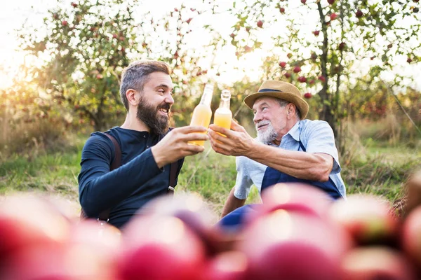 Старший мужчина со взрослым сыном держит бутылки с сидр в яблоневом саду осенью . — стоковое фото