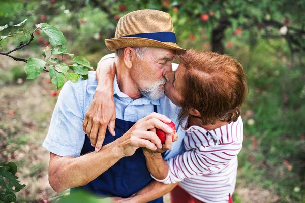 Un cuplu în vârstă se sărută în dragoste atunci când culeg mere în livadă în toamnă . Fotografie de stoc