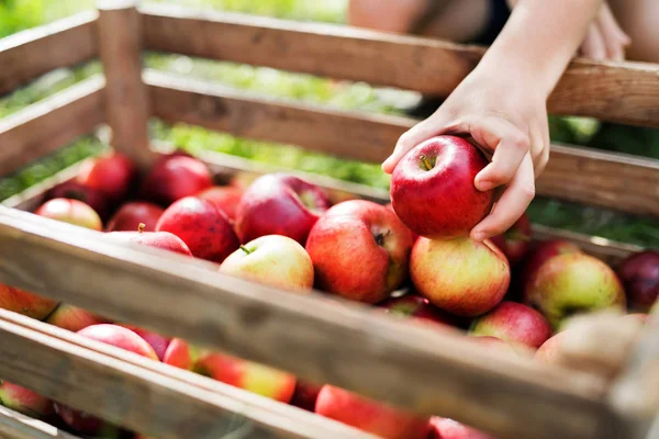 Ręka childs wprowadzenie jabłko w drewnianym pudełku w sadzie. — Zdjęcie stockowe