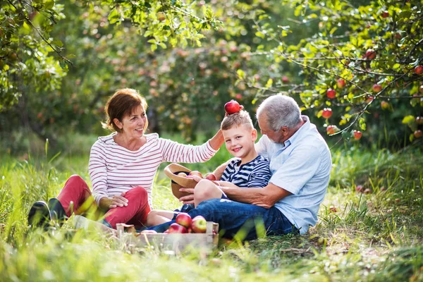 Un couple aîné avec un petit-fils dans un verger de pommes, s'amuser . — Photo