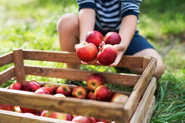 Een kleine jongen zetten appels in een houten doos in boomgaard. — Stockfoto