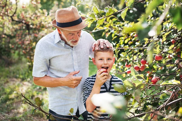 Um homem sênior com neto pegando maçãs no pomar no outono . — Fotografia de Stock