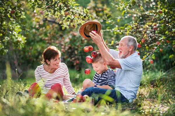 Ett äldre par med små barnbarn i äppelodling, ha roligt. — Stockfoto