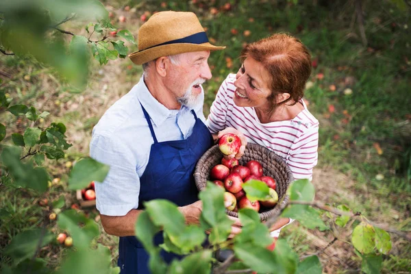 Um casal sênior pegando maçãs no pomar no outono . — Fotografia de Stock