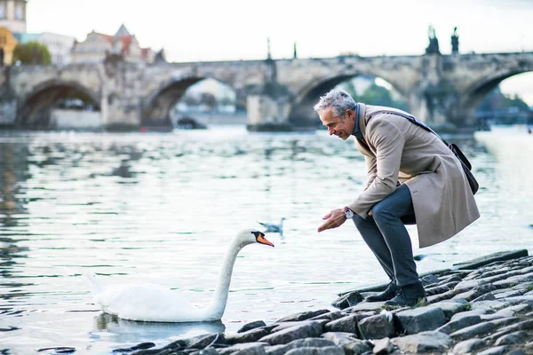 Pengusaha dewasa berdiri di tepi sungai Vltava di kota Praha, memberi makan angsa . — Stok Foto