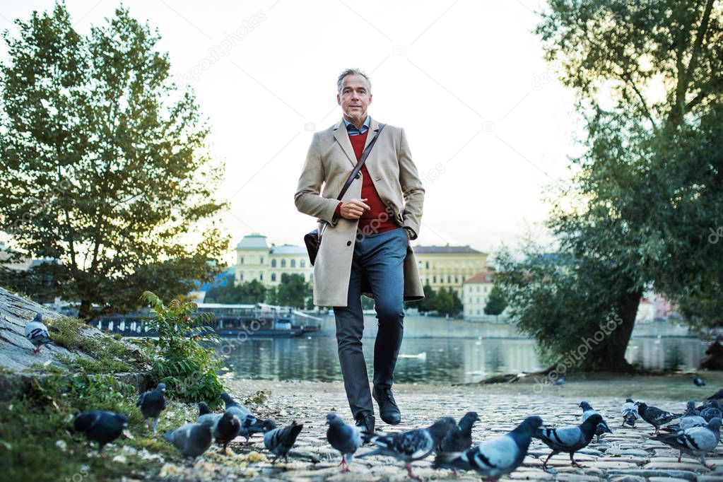 Mature businessman walking by river Vltava in Prague city, through pigeons.