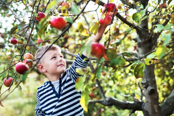 Un niño pequeño recogiendo manzanas en el huerto . — Foto de Stock