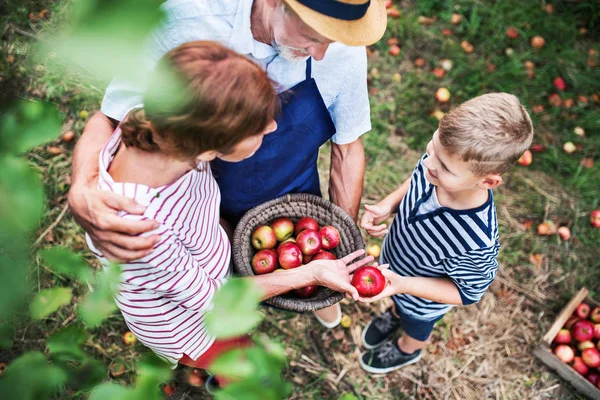 Una pareja de ancianos con nieto pequeño recogiendo manzanas en el huerto . —  Fotos de Stock