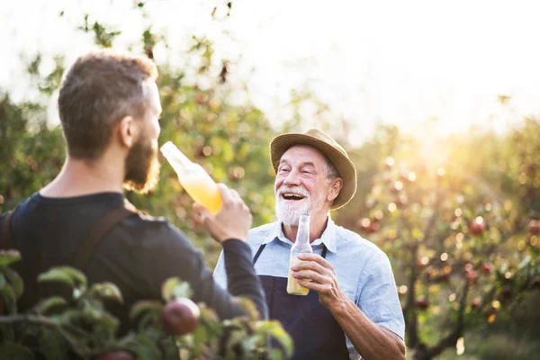 Un homme âgé avec un fils adulte tenant des bouteilles de cidre dans un verger de pommes en automne . — Photo
