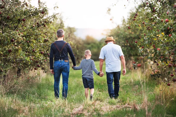 Malý chlapec s otcem a dědečkem chůzi v jabloňový sad na podzim. — Stock fotografie