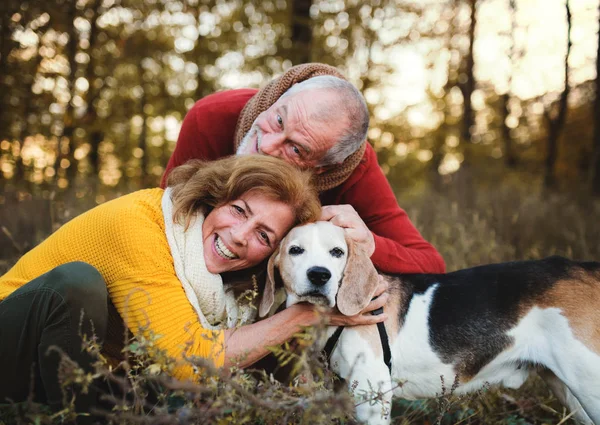 A senior couple with a dog in an autumn nature at sunset. — Stock Photo, Image