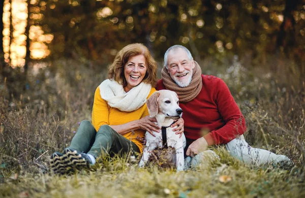 A senior couple sitting on a grass with a dog in an autumn nature at sunset. — Stock Photo, Image