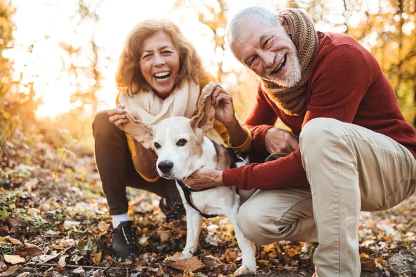 Una coppia anziana con un cane in una natura autunnale al tramonto, divertendosi . — Foto Stock