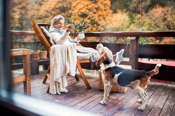 En äldre kvinna med en hund som sitter utomhus på terrassen på en solig dag i höst. — Stockfoto
