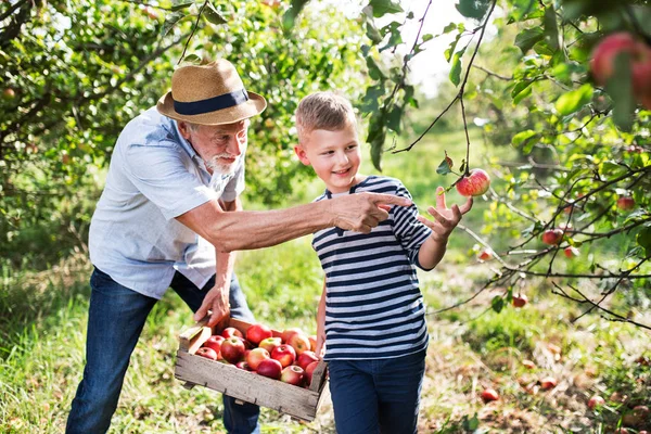 Un homme âgé avec son petit-fils cueillant des pommes dans un verger à l'automne . — Photo