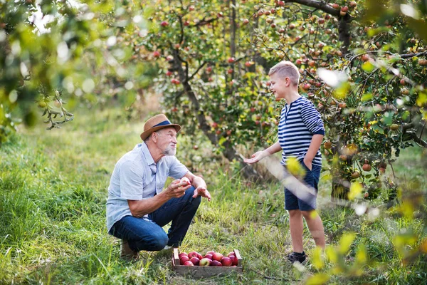 Um homem sênior com neto pegando maçãs no pomar no outono . — Fotografia de Stock