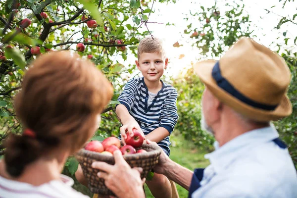 シニア夫婦の果樹園でリンゴを拾って小さな孫と. — ストック写真