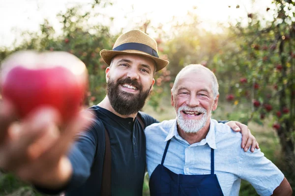 En äldre man och vuxen son står i fruktträdgård i höst, holding ett äpple. — Stockfoto