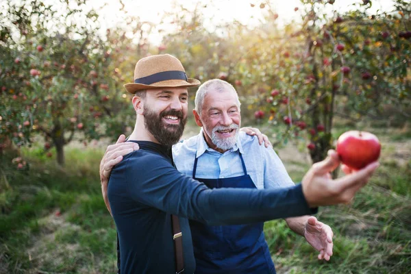 Een senior man en volwassen zoon permanent in boomgaard in de herfst, houdt een appel. — Stockfoto