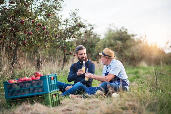 Un uomo anziano con figlio adulto che tiene bottiglie con sidro nel frutteto di mele in autunno . — Foto Stock