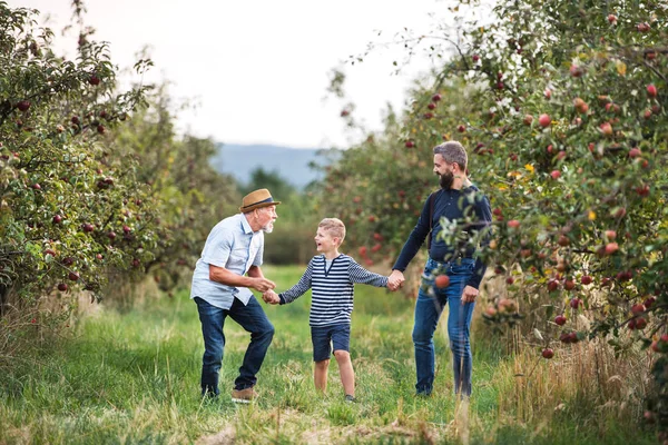 Un bambino con padre e nonno che passeggiano nel meleto in autunno . — Foto Stock