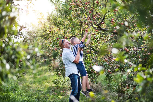 Un hombre mayor con nieto recogiendo manzanas en el huerto en otoño . — Foto de Stock
