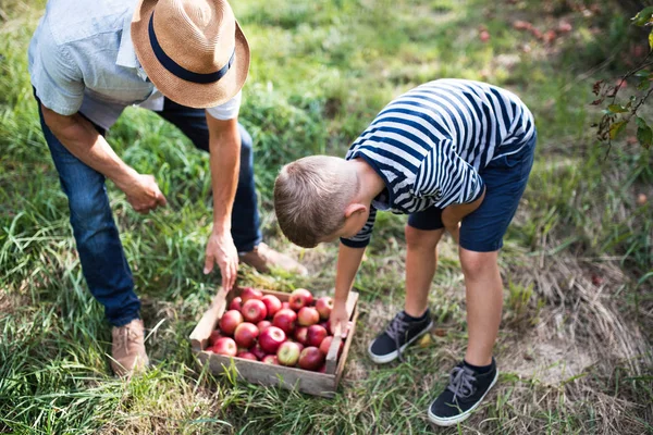 En äldre man med barnbarn plocka äpplen i fruktträdgård i höst. — Stockfoto