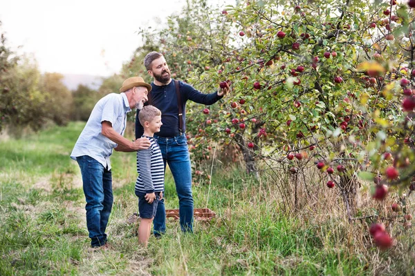 Malý chlapec s otcem a dědečkem na podzim při sbírání jablek v sadech. — Stock fotografie