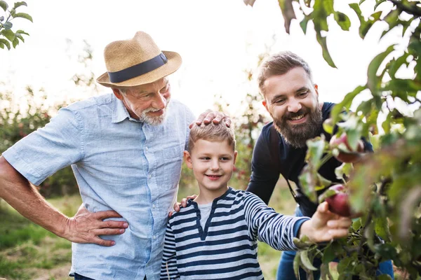 父と祖父の秋の果樹園でリンゴを拾って小さな男の子. — ストック写真