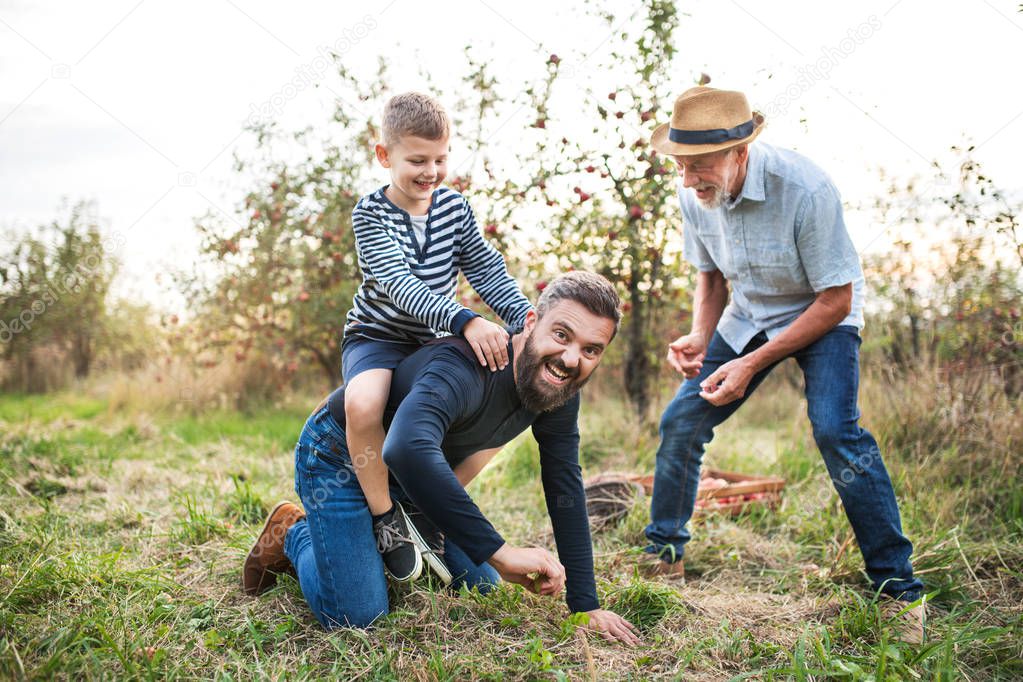 Small boy with father and grandfather in apple orchard in autumn, having fun.
