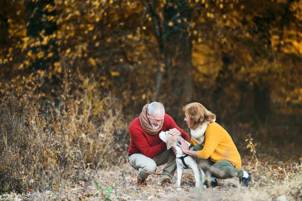 Una pareja mayor con un perro en una naturaleza otoñal . — Foto de Stock