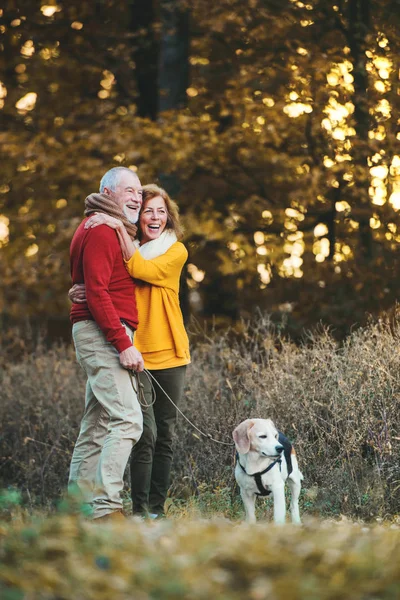 Um casal sênior com um cão de pé em uma natureza de outono, abraçando . — Fotografia de Stock