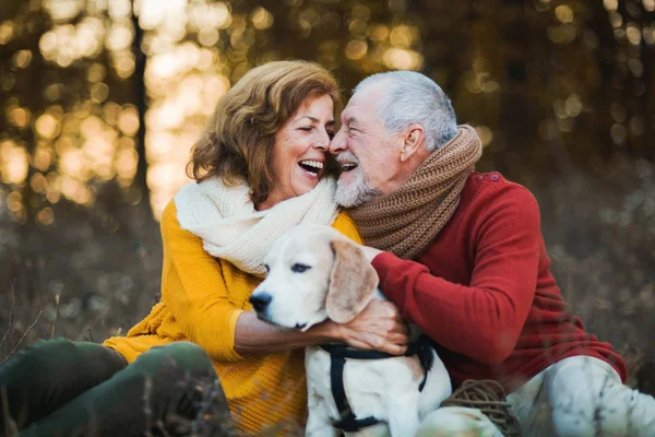 Una pareja mayor con un perro en otoño al atardecer . —  Fotos de Stock