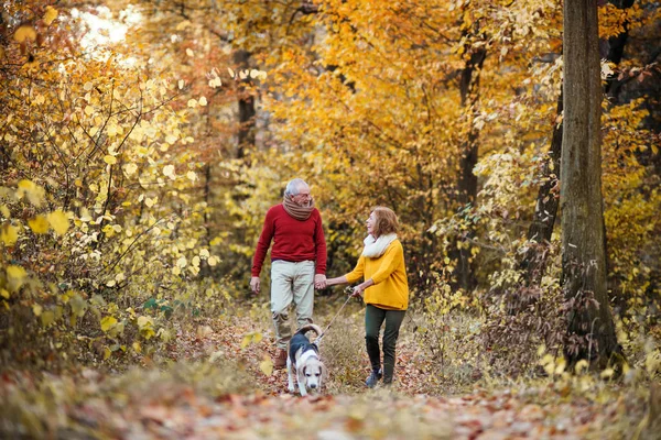 Una pareja mayor con un perro paseando en otoño . — Foto de Stock