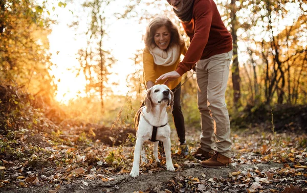 Um casal sênior com um cão em uma natureza de outono ao pôr do sol, se divertindo . — Fotografia de Stock