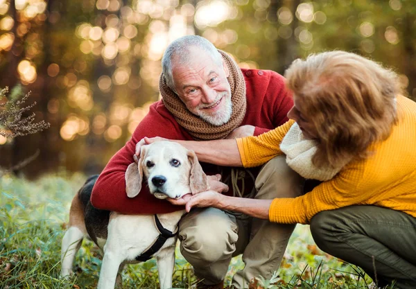 Un couple de personnes âgées avec un chien dans une nature d'automne au coucher du soleil . — Photo